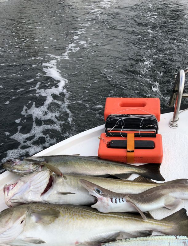 3 kpl Autosett Large kalastussetti