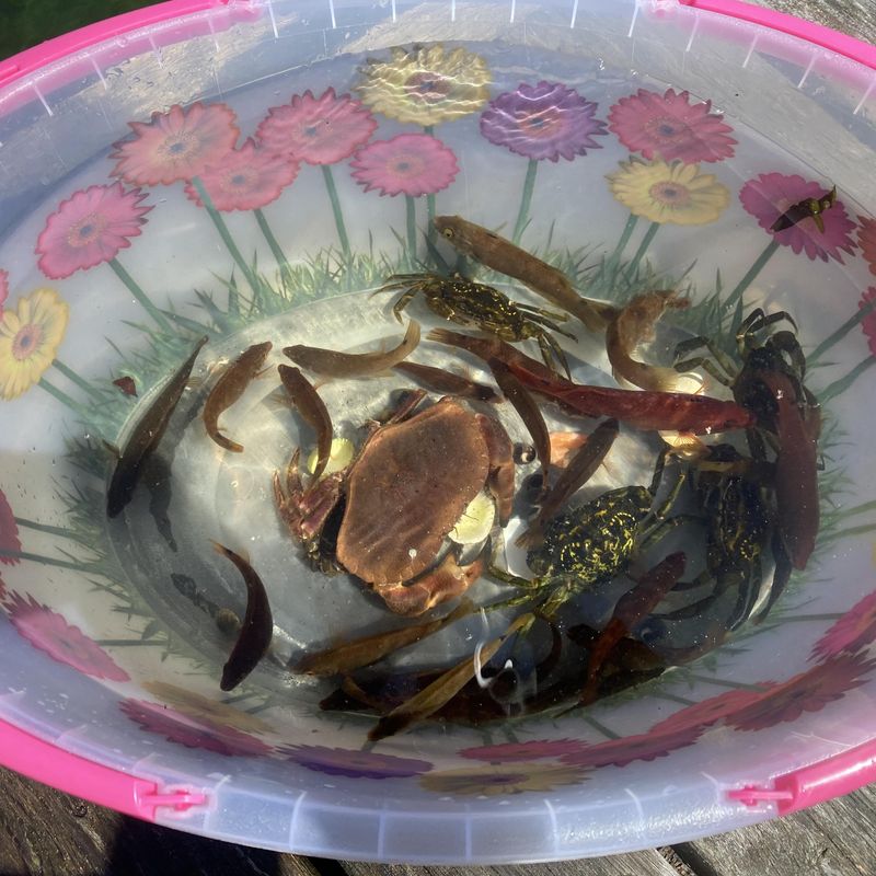  Kalastus- ja rapupyydys lapsille