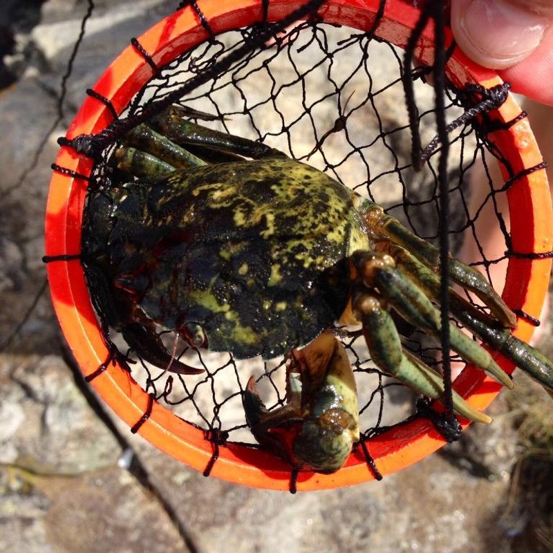  Kalastus- ja rapupyydys lapsille