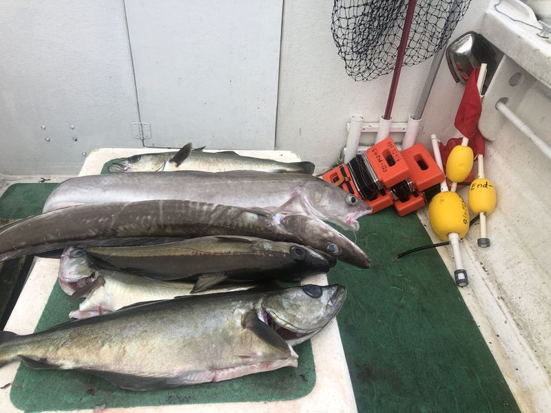 10 pakning Autosett Medium 